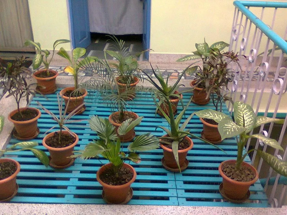 Olya Guest House Varanasi 0*,